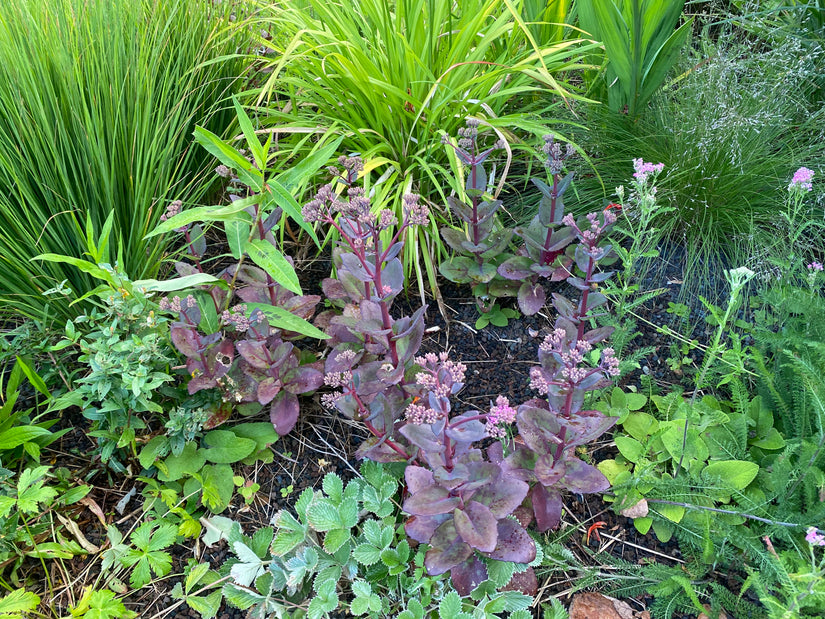 Heaven's Key - Sedum-Verführung 'Cherry Chocolate'