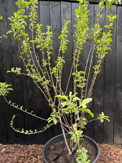 Mehrstämmiger Apfelbaum - Malus domestica 'Elstar' - 175-200 cm