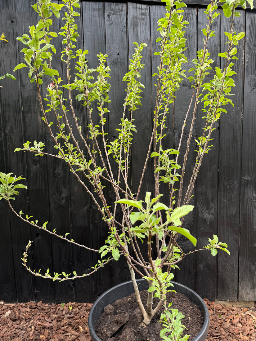 Mehrstämmiger Apfelbaum - Malus domestica 'Elstar' - 175-200 cm