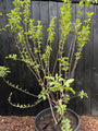 Mehrstämmiger Apfelbaum - Malus domestica 'Elstar' - 175-200 cm