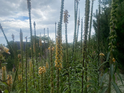 Fingerhut - Digitalis ferruginea