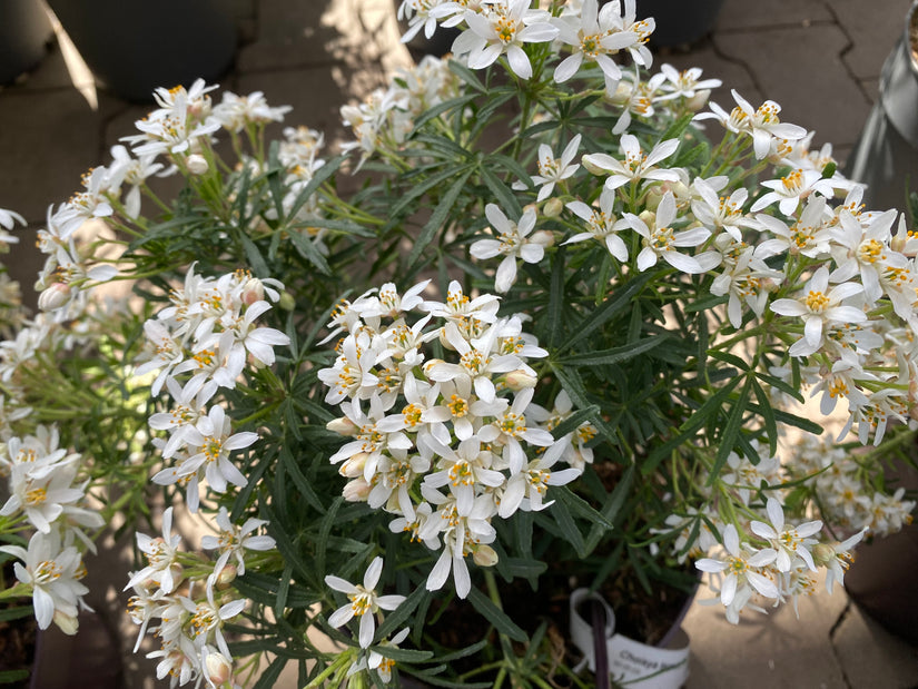 Choisya - Choisya ternata 'White Dazzler'