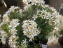 Choisya - Choisya ternata 'White Dazzler'
