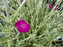 Stachelige Nase – Lychnis coronaria