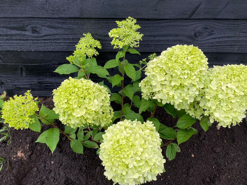 Rispenhortensie - Hydrangea paniculata 'Limelight'