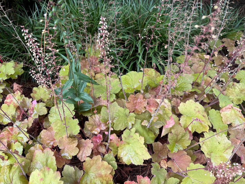 Purpurglöckchen (Bronze/Orange) - Heuchera 'Caramel'
