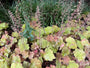 Purpurglöckchen (Bronze/Orange) - Heuchera 'Caramel'