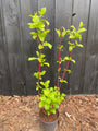 Weißer Hartriegel - Cornus alba 'Sibirica'