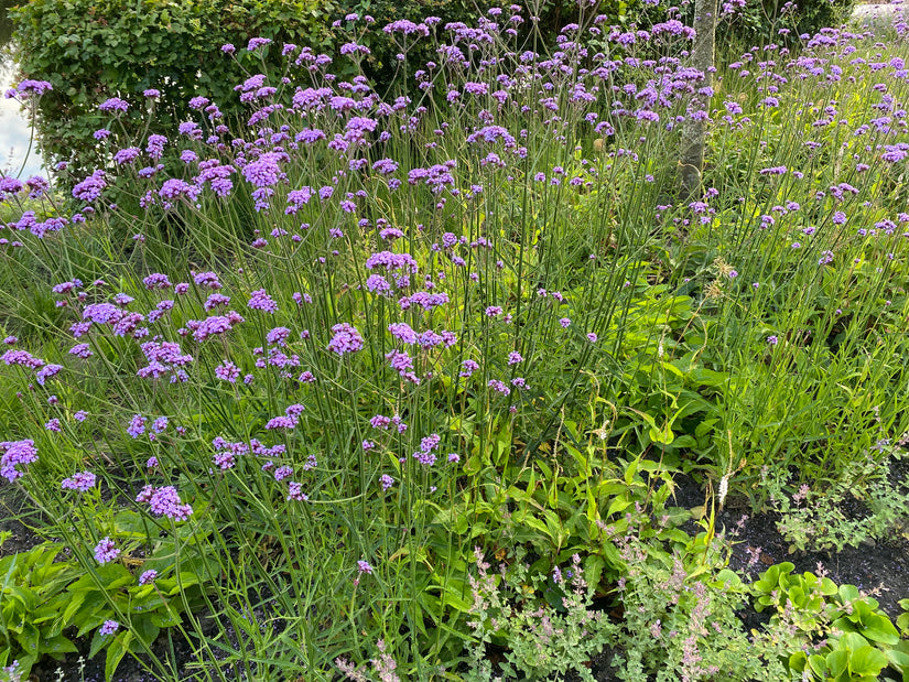 Bio-Eisenkraut - Verbena Bonariensis