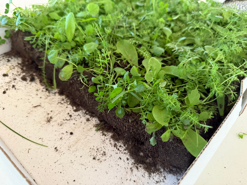 Heimische Blumenmatte – immergrün und pflegeleicht – pro m²