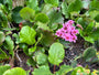 Bio-Cobbler-Pflanze - Bergenia cordifolia
