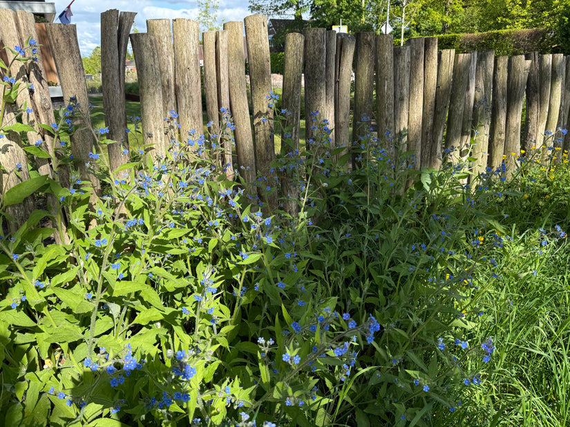Mehrjährige Ochsenzunge 'Pentaglottis sempervirens'