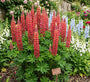 Bio-Lupine (Rot) - Lupinus 'My Castle'