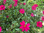 Schokoladenkosmos - Cosmos atrosanguineus