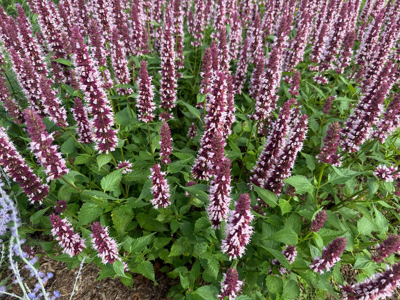 Duftnessel (Lila, Niedrige Sorte) - Agastache 'Beelicious Purple'