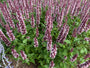 Duftnessel (Lila, Niedrige Sorte) - Agastache 'Beelicious Purple'