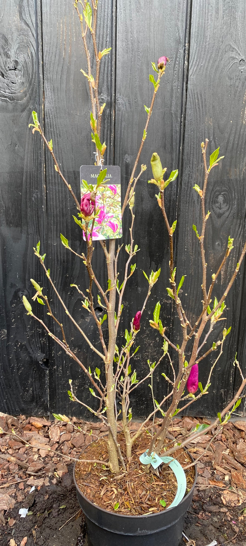 Mehrstämmiger Biberbaum (rosa) - Magnolia 'Susan' Strauchform