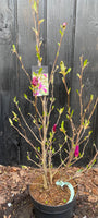 Mehrstämmiger Biberbaum (rosa) - Magnolia 'Susan' Strauchform