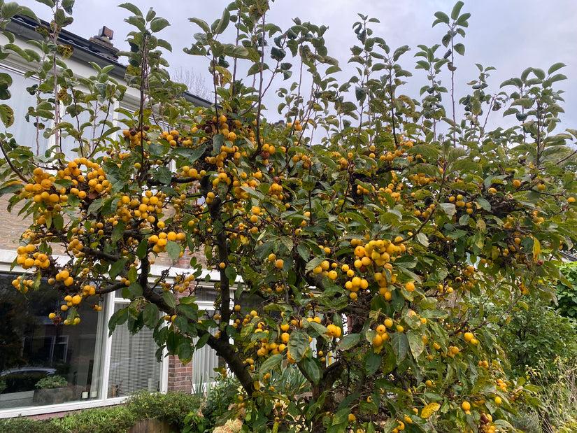 Zierapfel - Malus 'Golden Hornet' am Stiel