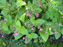 Geflecktes Lungenkraut - Pulmonaria officinalis