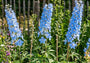 Rittersporn - Delphinium belladonna 'Cliveden Beauty'