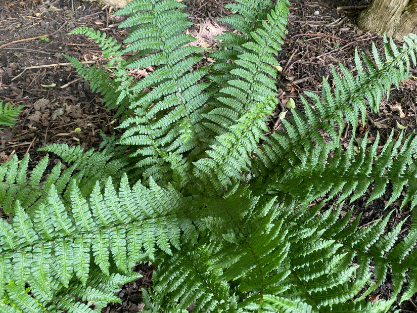 Schuppiger Wurmfarn - Dryopteris affinis 'Pinderi'