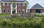 Lupine (Blau) - Lupinus 'Gallery Blue'