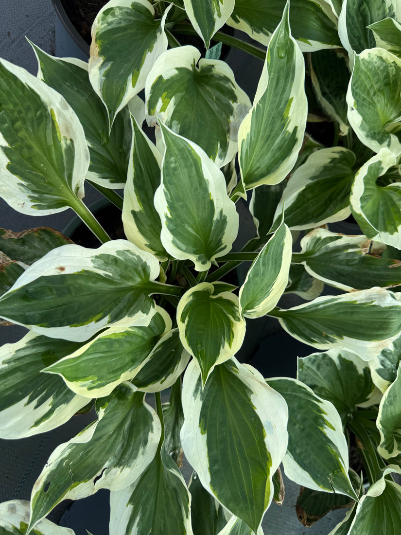 Herzlilie - Hosta 'Patriot'