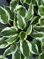 Herzlilie - Hosta 'Patriot'