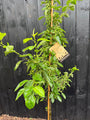 Säulenförmiger Zierapfel (gelb) - Malus 'Golden Hornet' gefiedert