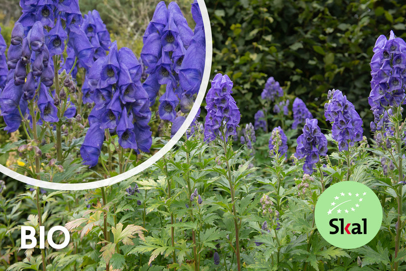 Bio-Azur-Eisenhut - Aconitum carmichaelii 'Arendsii'