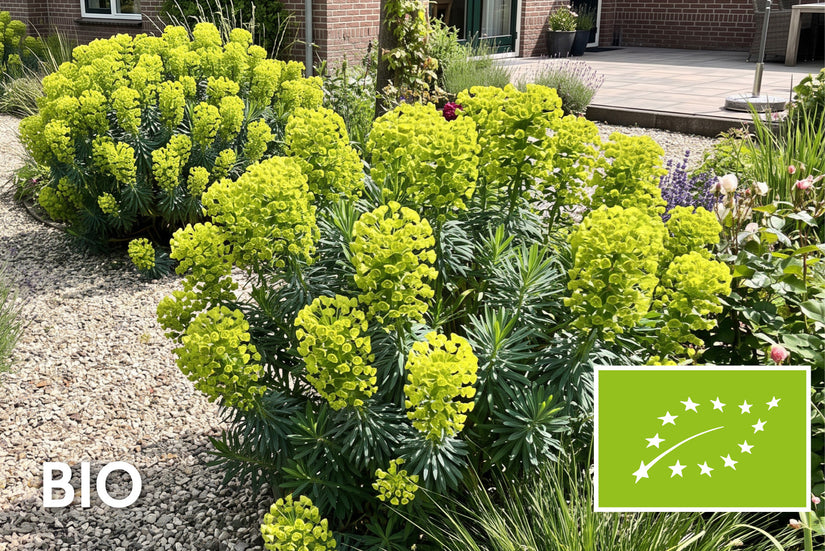 Biologische Mittelmeer-Wolfsmilch - Euphorbia characias Wulfenii