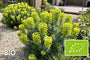 Biologische Mittelmeer-Wolfsmilch - Euphorbia characias Wulfenii