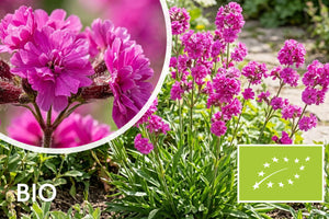 Bio-Rote Pekannuss - Lychnis viscaria 'Plena'