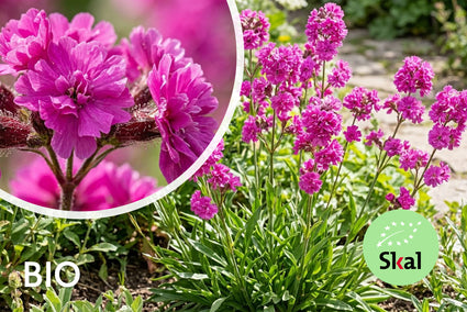 Bio-Rote Pekannuss - Lychnis viscaria 'Plena'