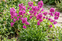 Bio-Rote Pekannuss - Lychnis viscaria 'Plena'