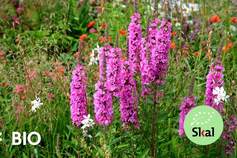 Bio Blutweiderich - Lythrum salicaria 'Robert'