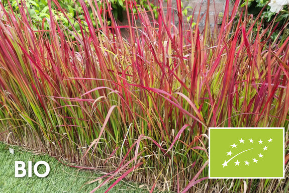 Bio-Japanisches Blutgras - Imperata cylindrica 'Red Baron'
