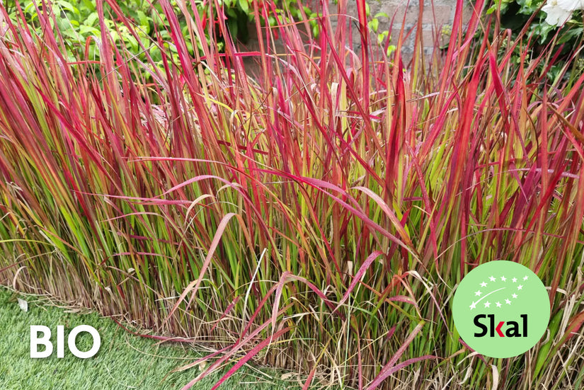 Bio-Japanisches Blutgras - Imperata cylindrica 'Red Baron'