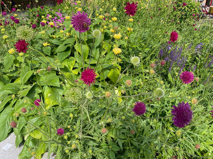 Wiesenkrone - Knautia macedonica