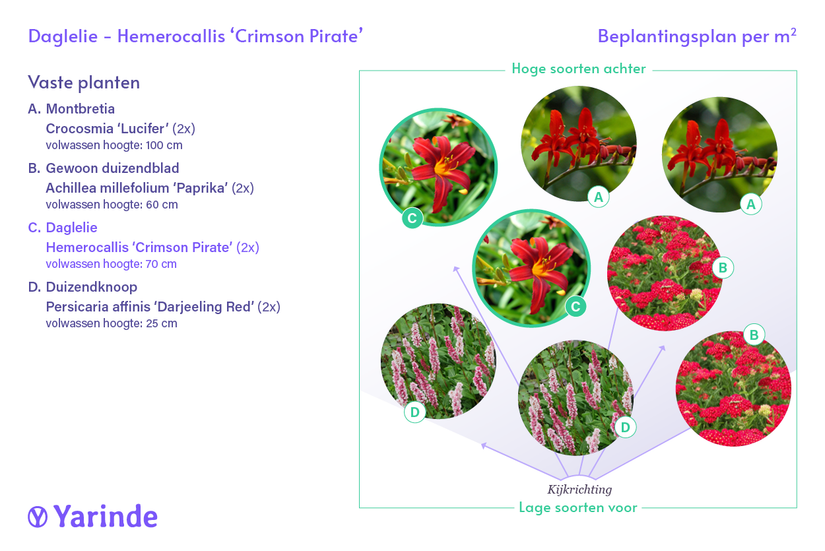 Bio-Taglilie - Hemerocallis 'Crimson Pirate'