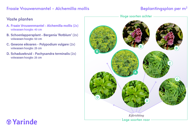 Bio-Schöner Frauenmantel – Alchemilla mollis TIPP