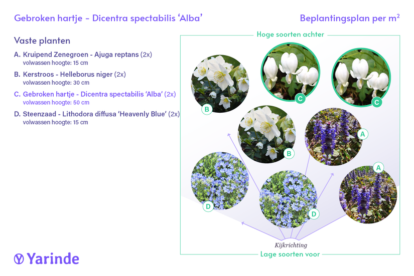 Gebrochenes Herz - Dicentra spectabilis 'Alba'