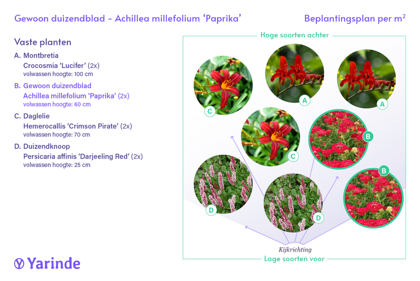 Bio Schafgarbe - Achillea millefolium 'Paprika'