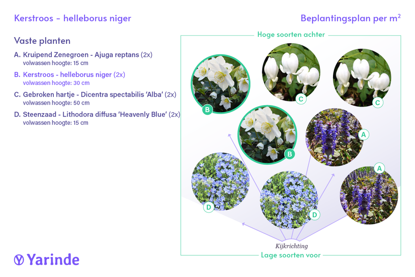 Bio-Weihnachtsrose - Helleborus niger