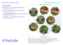 Beetpaket Mohammed - Natürlicher, sonniger Garten
