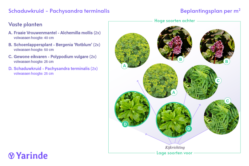 Schattenkraut – Pachysandra terminalis (auch pro/m2) TIPP