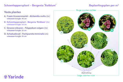 Schusterpflanze - Bergenia 'Rotblum'