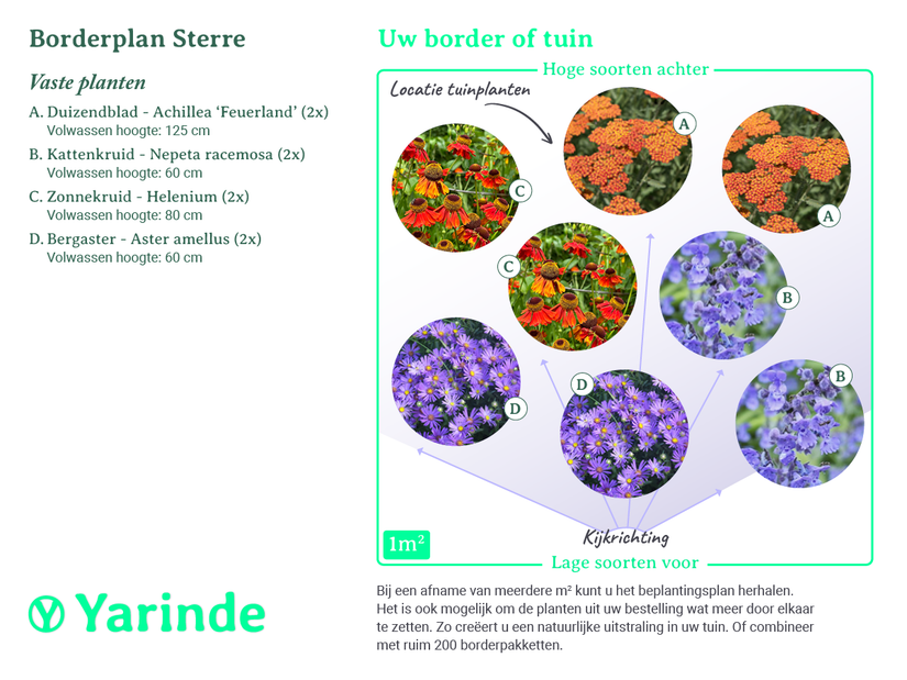 Beetpaket Sterre - Stauden orange und lila - trockene Erde - Sonne