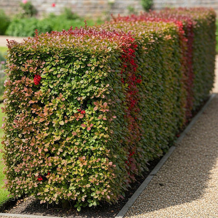 Berberitze - Berberis julianae